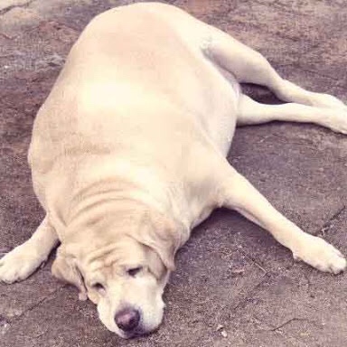Fat labrador