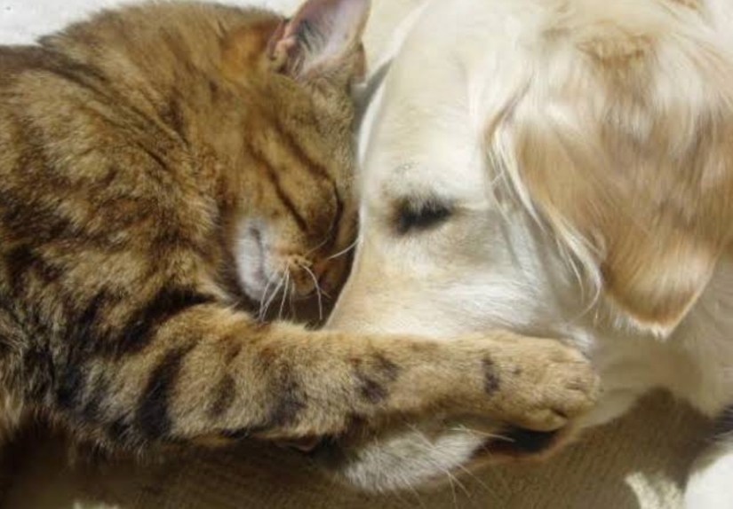 Dog and cat goodbye