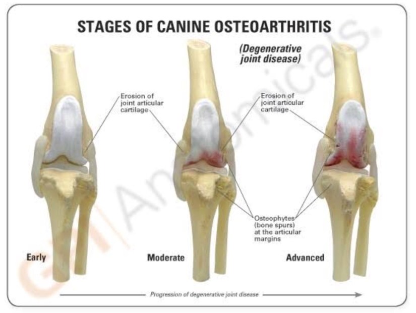 Stages of osteoarthritis dog